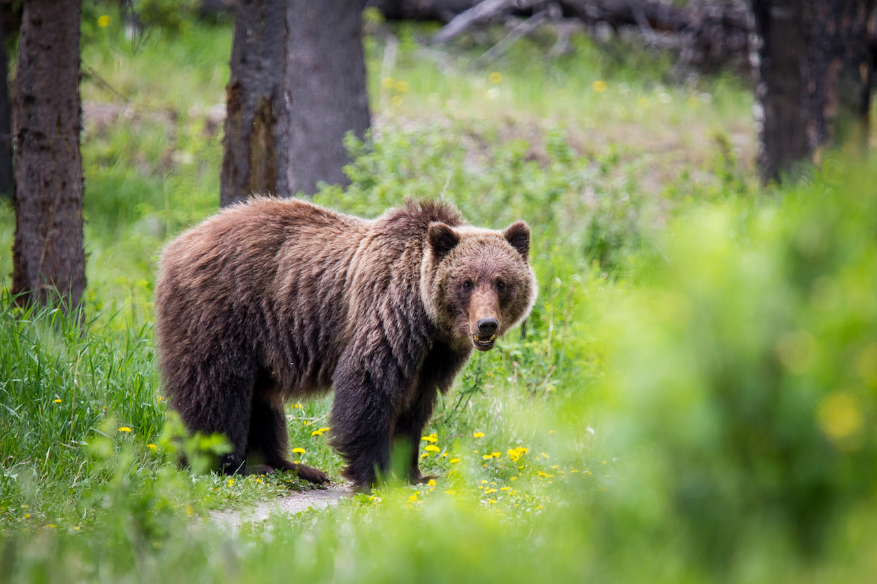 Out Adventures; Gay Travel; Gay Canada; Bears; Canadian Safari; wildlife; Rocky Mountains