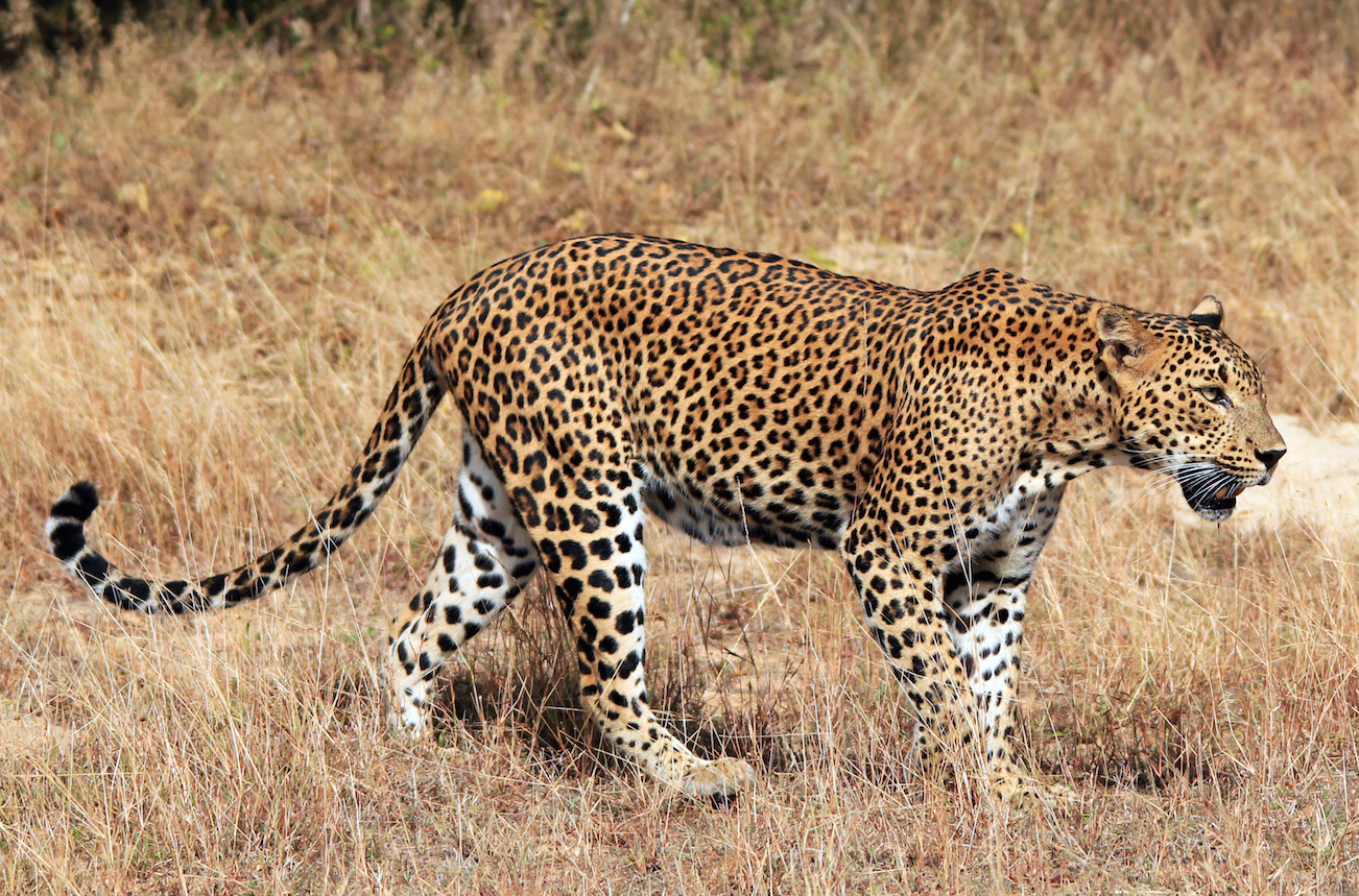 Sri Lanka, Leopard, gay, travel, Out Adventures, Yala, Lesbian, Tour