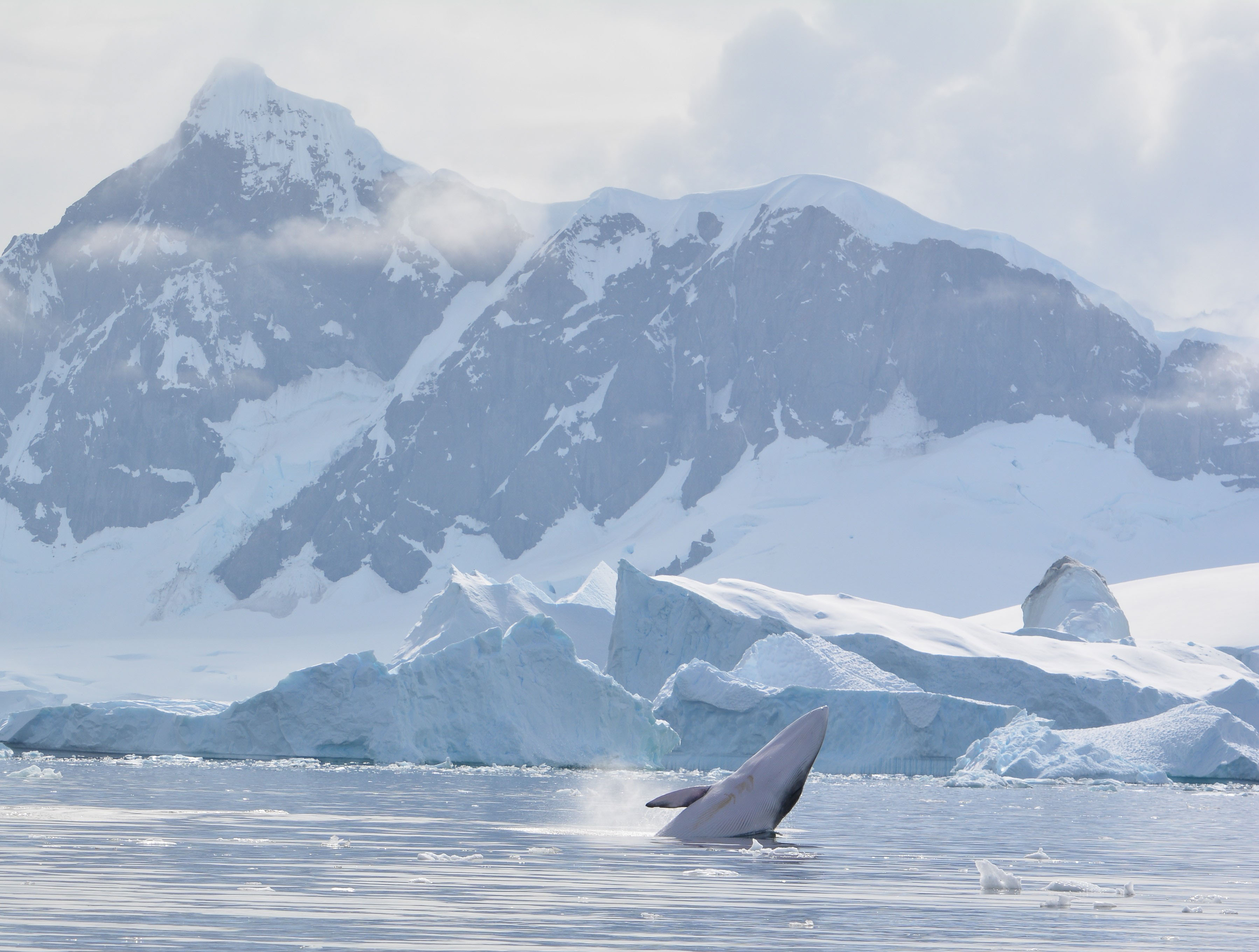 Fin Whale Breaching