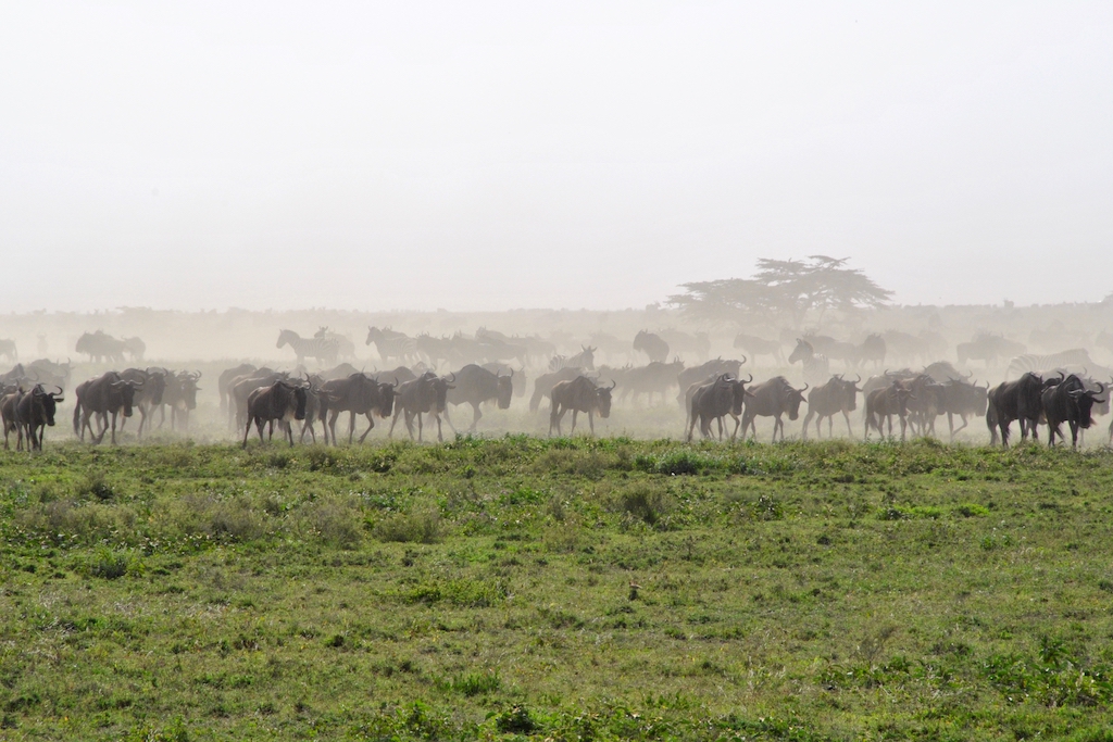 Gay, Safari, Kenya