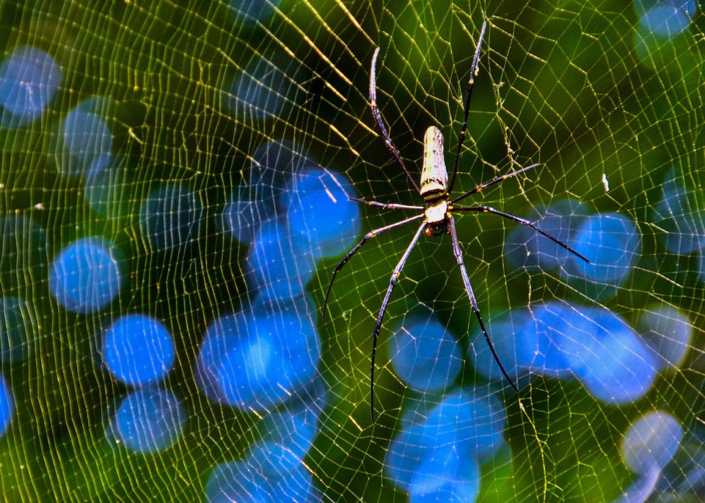 A large spider resting in its web near Kuang Si Falls, Laos.