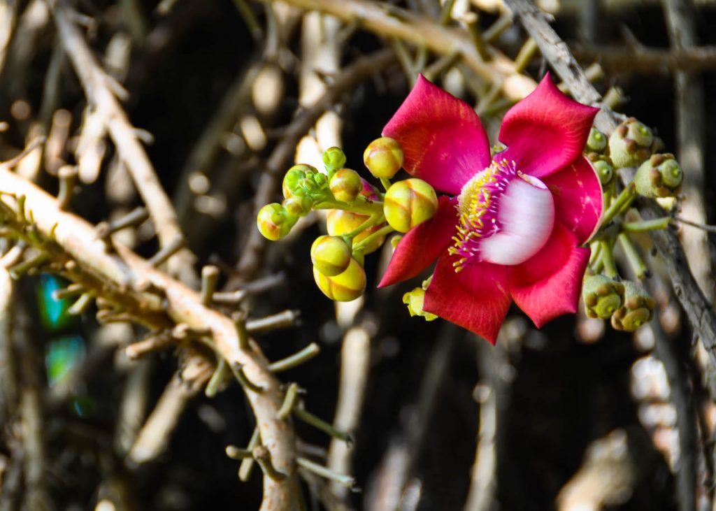 A unique pink flower budding in Cambodia.