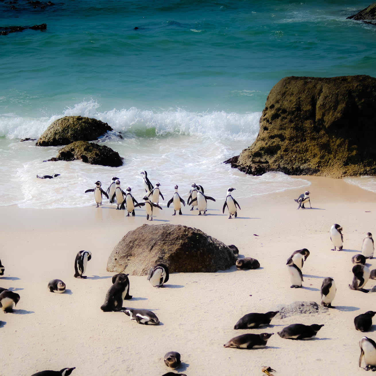 A group of African Penguins come out of the water at Boulders Penguin Colony.