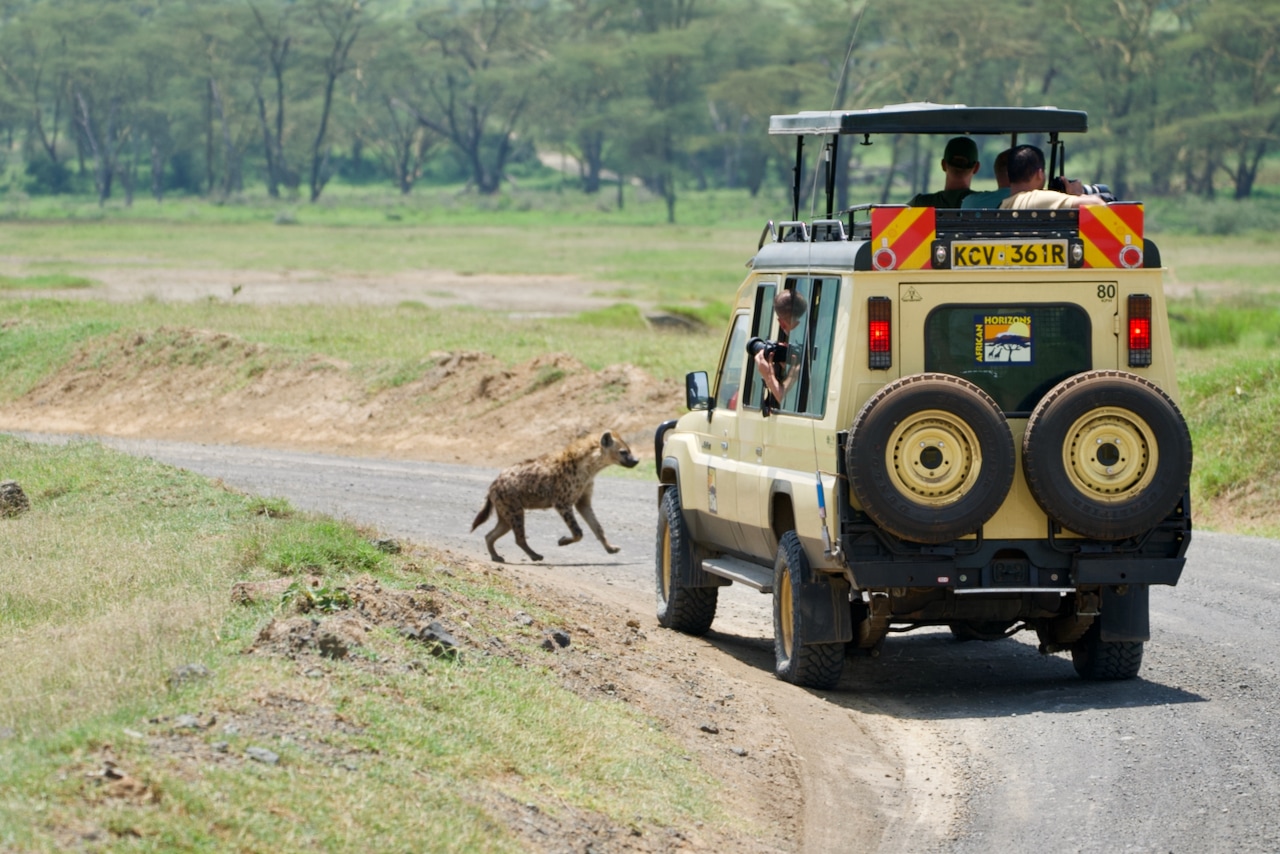 A safari vehicle comes to a stop as a hyena runs out in front of it.