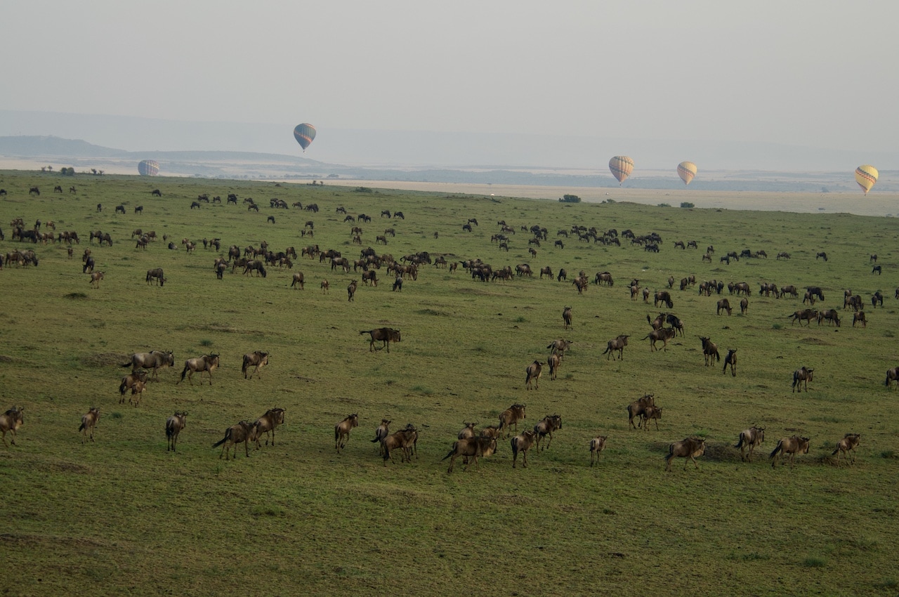 Hot air balloons gently float about the Great Wildebeest Migration in the Masai Mara, Kenya.