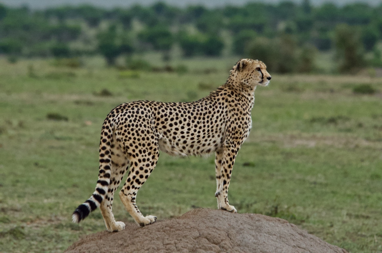 A cheetah stands on alert in the Masai Mara.