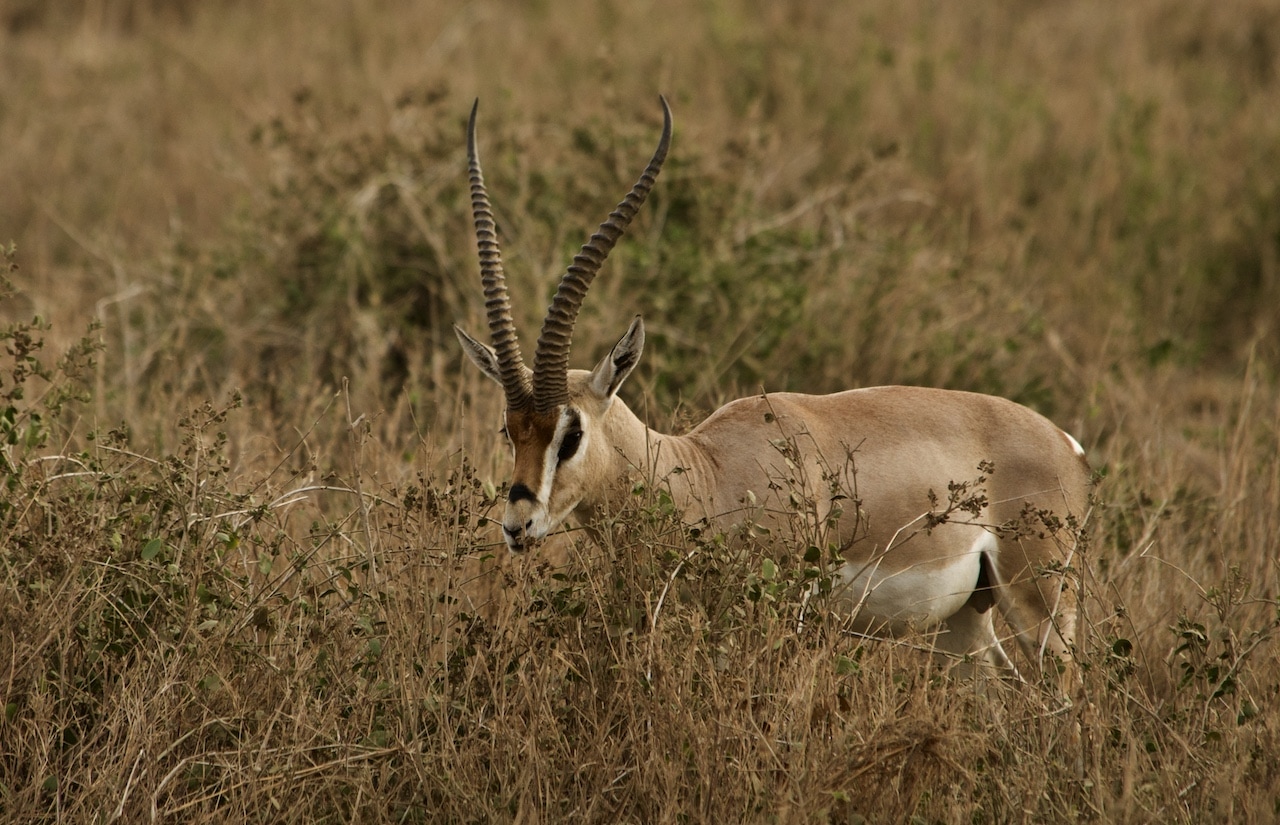 A gazelle grazing in Amboselli National Park.