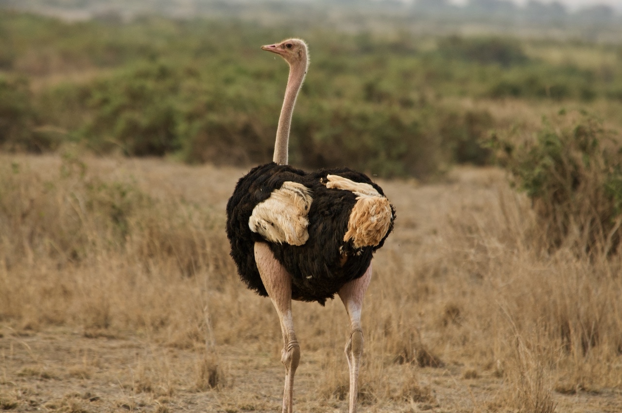 An ostrich stands proudly looking out over savannah.