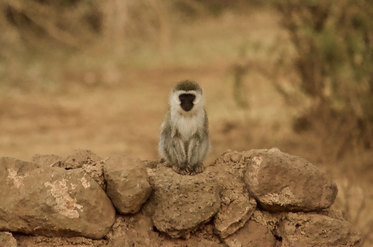 An adorable primate in Kenya looks directly into camera.