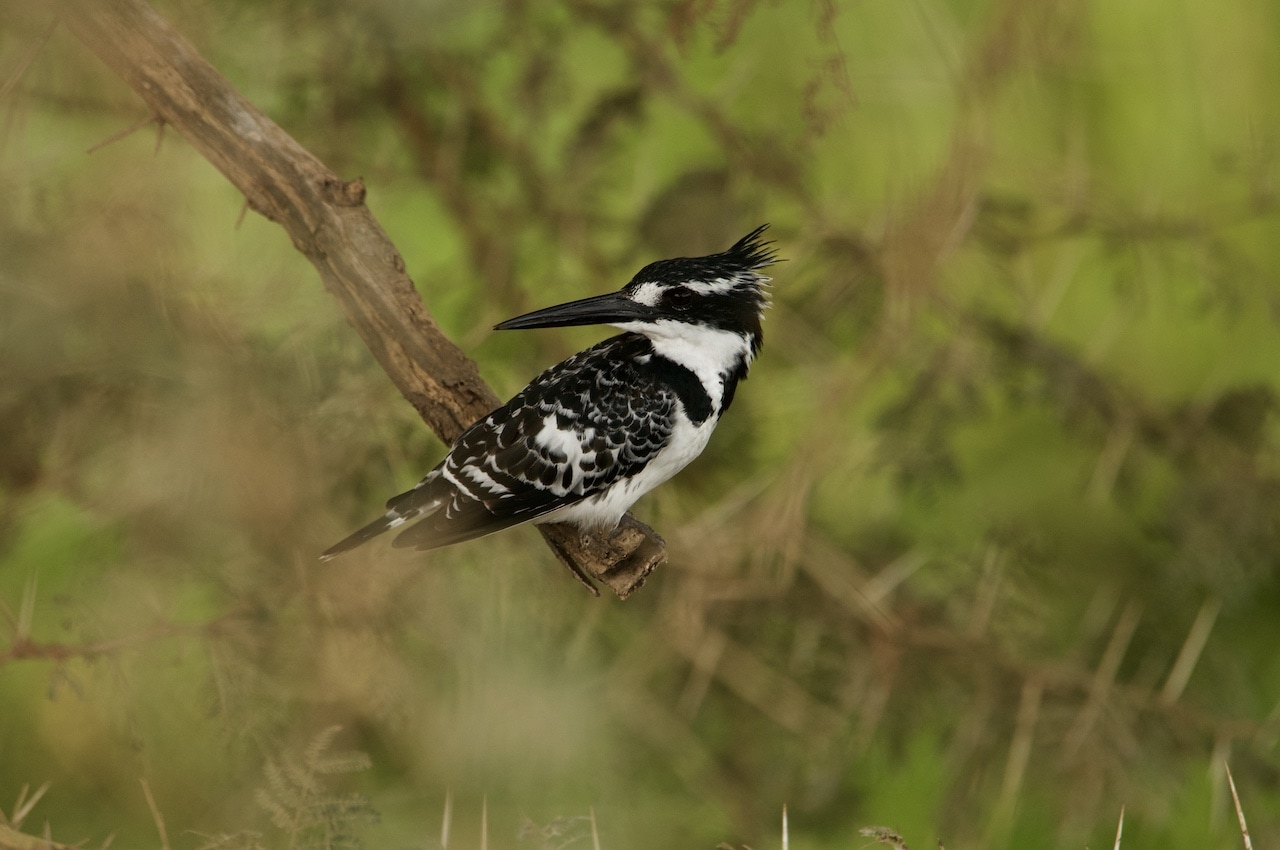 A king fisher near Lake Nakuru.