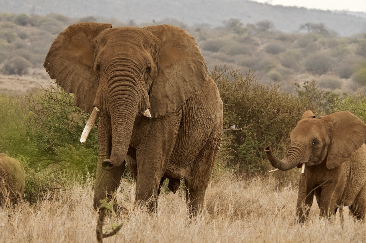 A herd of noble elephants walk towards the camera.